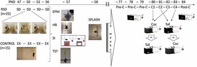 Behavioral Traits Associated With Resilience to the Effects of Repeated Social Defeat on Cocaine-Induced Conditioned Place Preference in Mice